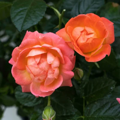 Rosa 'Radslam' - Orange Glow™ Knockout Rose®