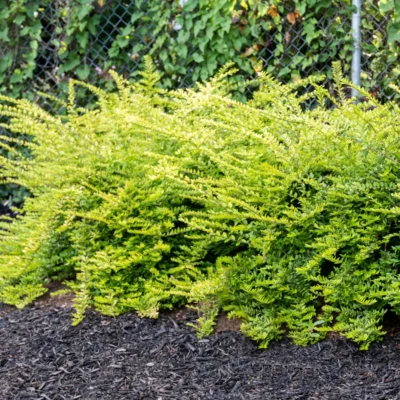 Lonicera nitida Thunderbolt®