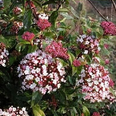 Viburnum tinus 'Anvi' - Spirit Laurustinus