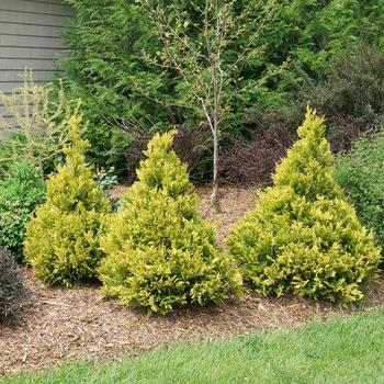 Chamaecyparis obtusa 'Sunspray Gold'