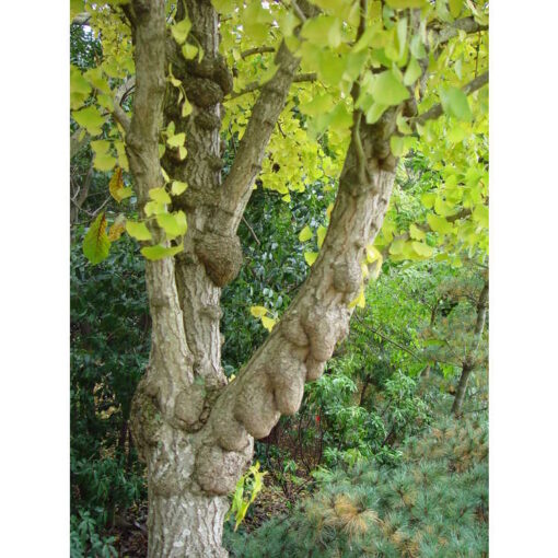 Ginkgo biloba 'Tschi Tschi' - Image 2
