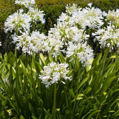 Agapanthus africanus 'Alba'