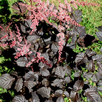 Astilbe 'Chocolate Shogun'