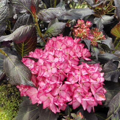 Hydrangea macrophylla 'Bailmacseven' (Eclipse®)
