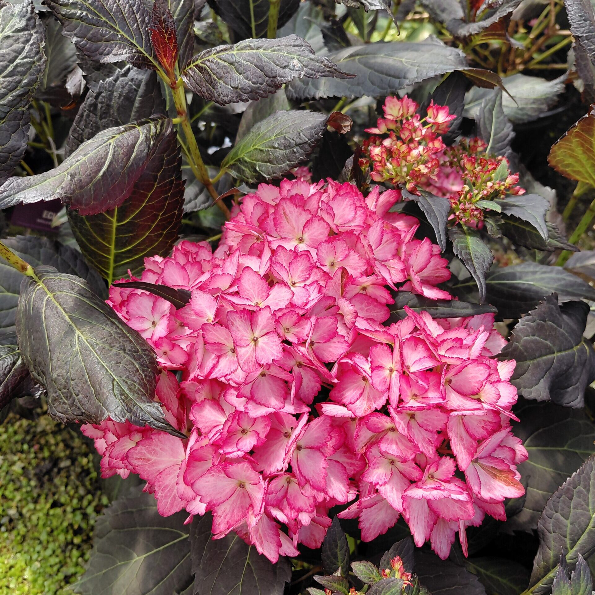 Hydrangea macrophylla 'Bailmacseven' (Eclipse®)
