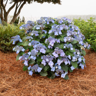 Hydrangea macrophylla 'BAILMACSIX' (Endless Summer® Pop Star™)
