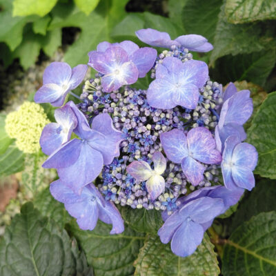 Hydrangea macrophylla 'BAILMACSIX' (Endless Summer® Pop Star™)