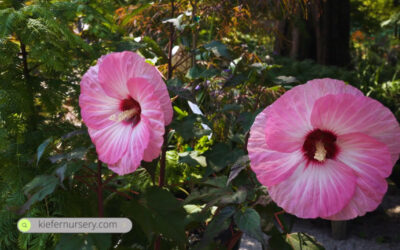 July 2025 Newsletter