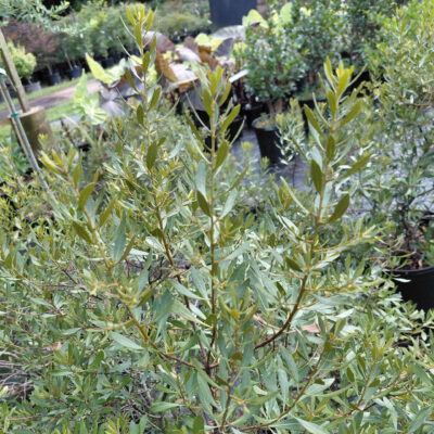 Myrica cerifera 'Strawberry Shortcake'