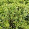 Myrica cerifera ‘Strawberry Shortcake’ Kiefer Nursery Trees, Shrubs