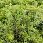 Myrica cerifera ‘Strawberry Shortcake’ Kiefer Nursery Trees, Shrubs