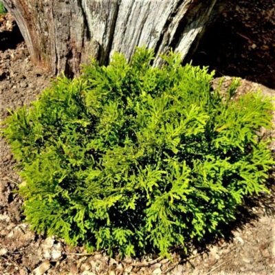 Thujopsis dolobrata 'Nana'