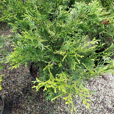 Thujopsis dolobrata 'Nana'
