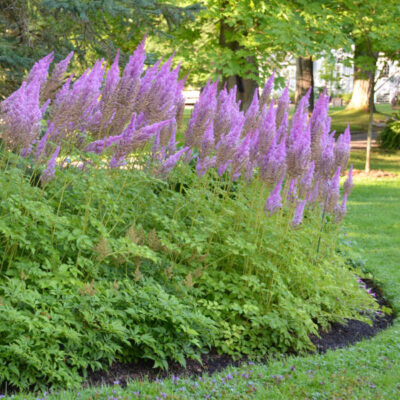 Astilbe chinensis 'Purple Candles'
