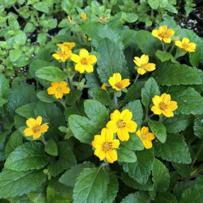 Chrysogonum virginianum 'Pierre'