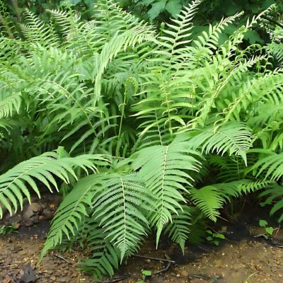 Dryopteris ludoviciana