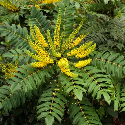 Mahonia x media 'NCMH1' (Funky Flow™)
