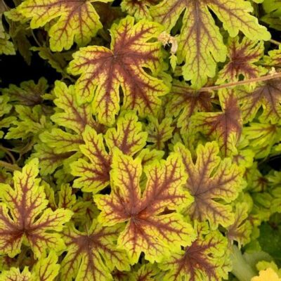 Heucherella Fun and Games® 'Capture the Flag'