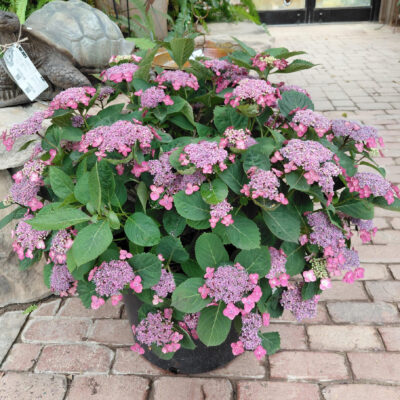 Hydrangea serrata 'SMNHSG' (Tuff Stuff Top Fun®)