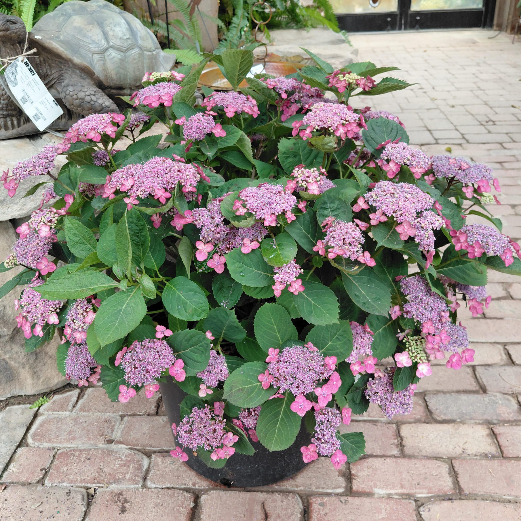 Hydrangea serrata 'SMNHSG' (Tuff Stuff Top Fun®)