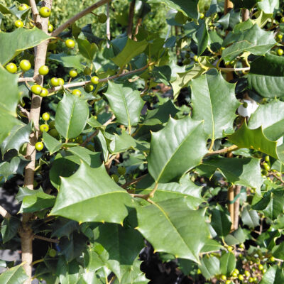 Ilex opaca 'IOPC' (McLaryn® American Holly)