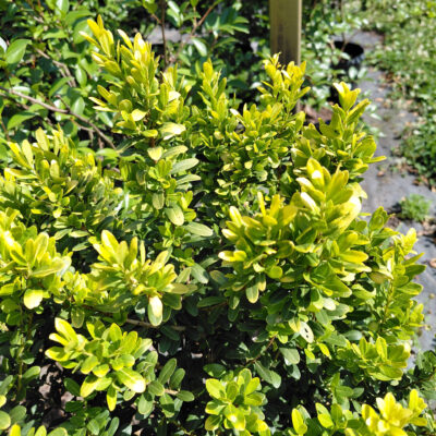 Ilex crenata 'NCIC1' (Glow Pop®)