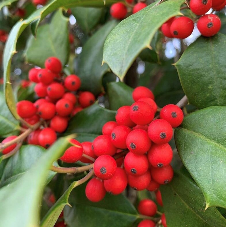 Ilex opaca 'IOPC' (McLaryn® American Holly)