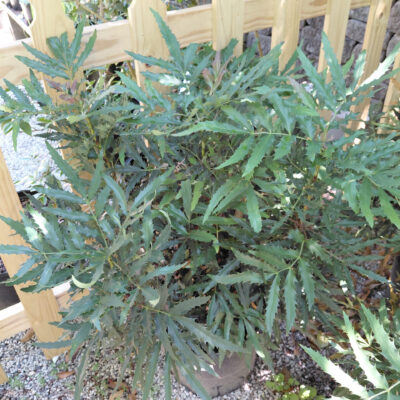Mahonia Beijing Beauty™