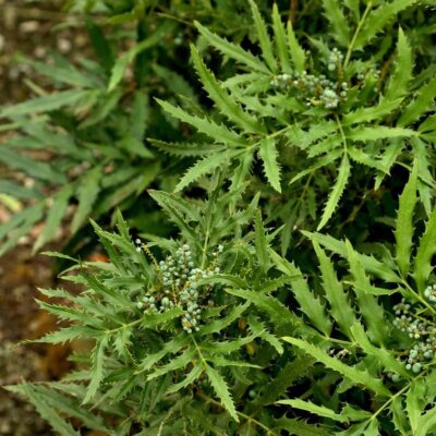 Mahonia Beijing Beauty™