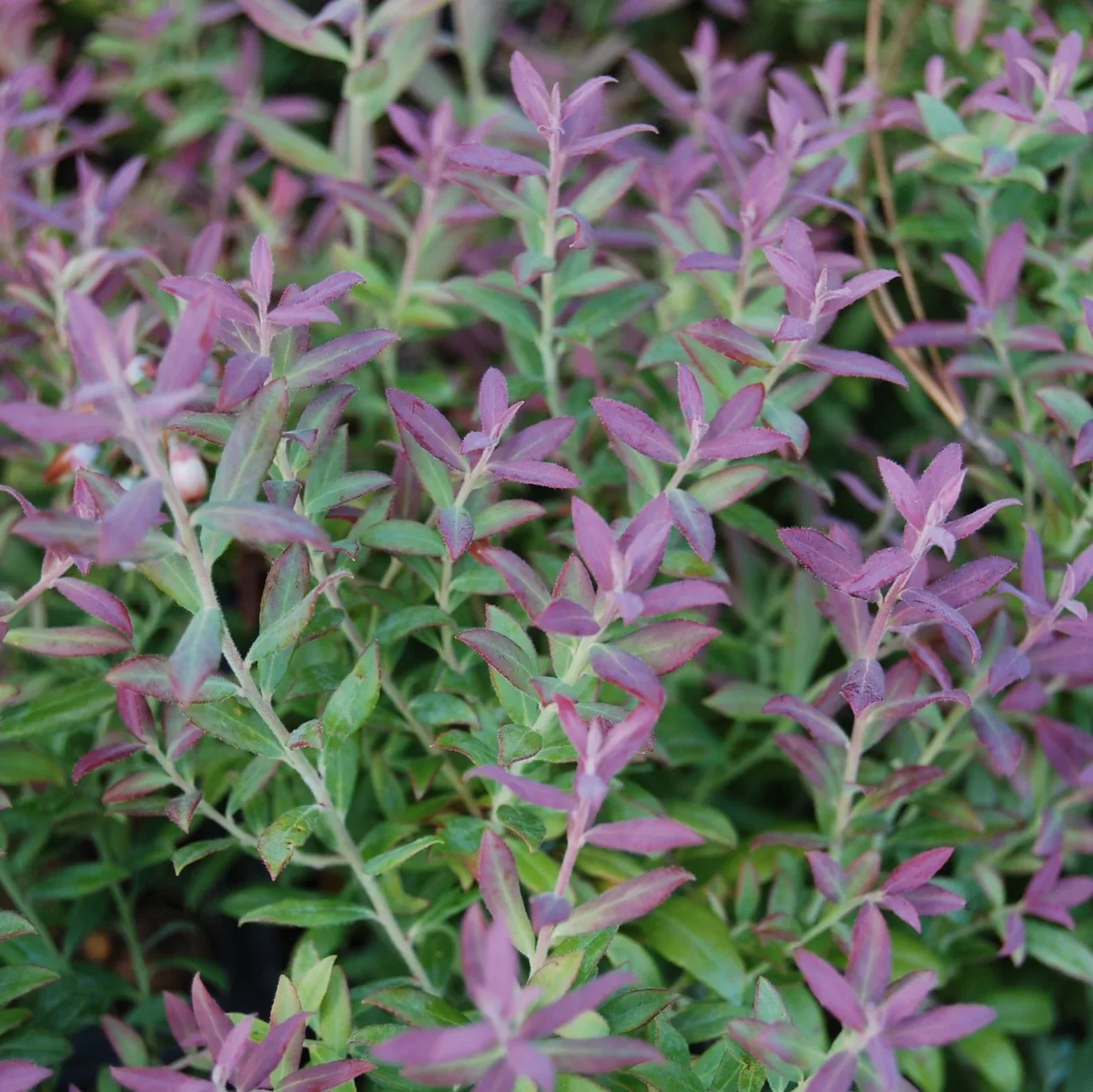 Vaccinium darrowii 'Rosa's Blush'