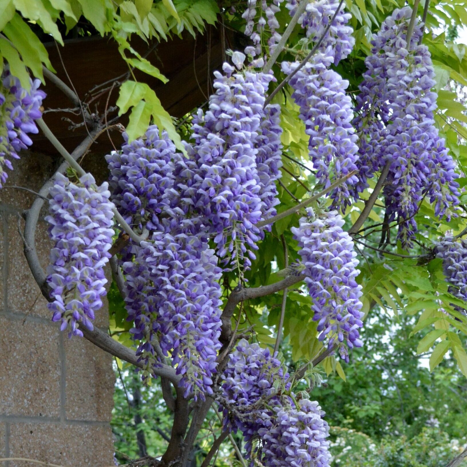 Wisteria macrostachya 'Blue Moon'