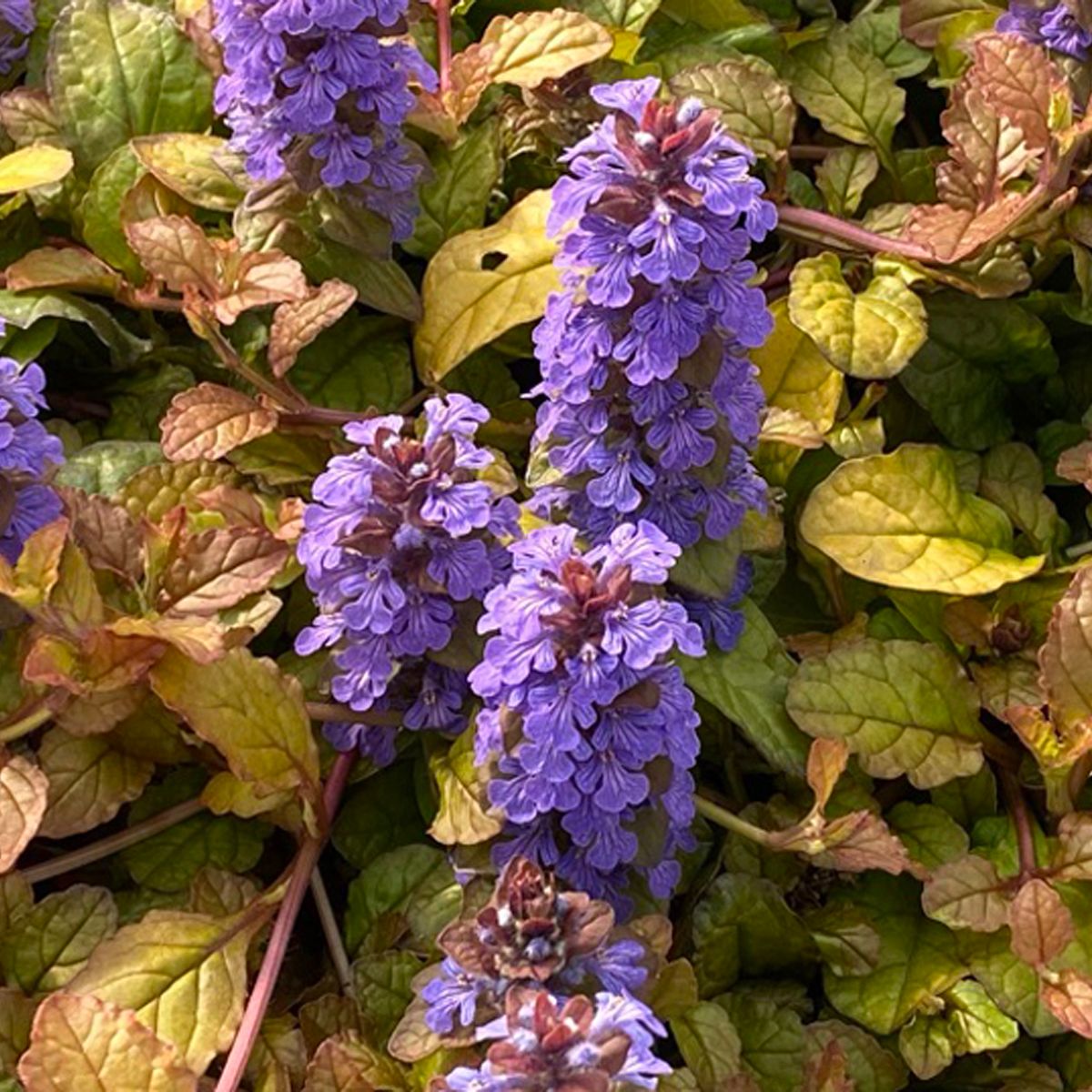 Ajuga 'Pleasant Pheasant' - Image 2