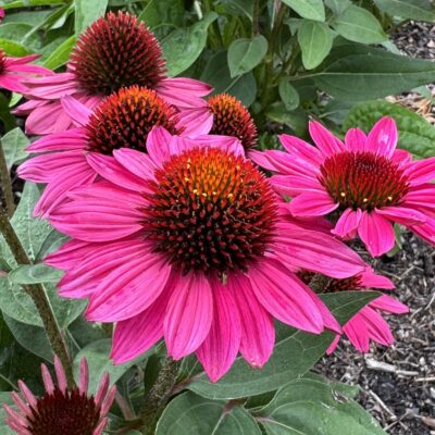 Echinacea purpurea Sombrero® Fuchsia Fandango