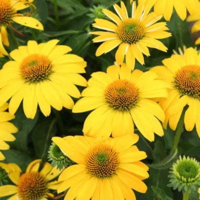 Echinacea purpurea Sombrero® Lemon Yellow