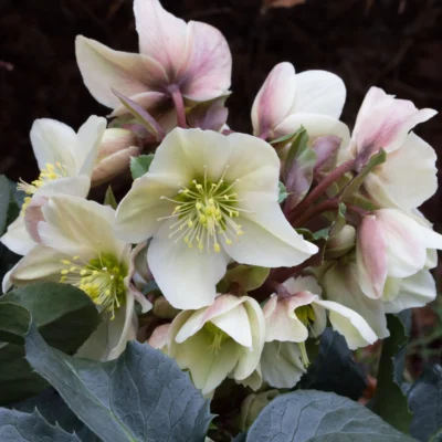 Helleborus x ericsmithii ‘COSEH 730’ (HGC® Champion)