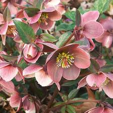Helleborus x ballardiae 'Merlin' (HGC® Merlin)