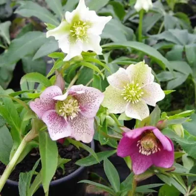 Helleborus orientalis