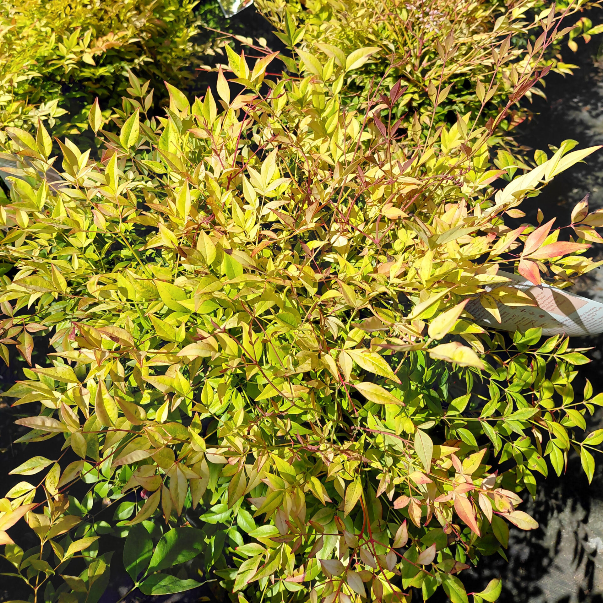 Nandina domestica 'NanSid11' (Goldstream™)