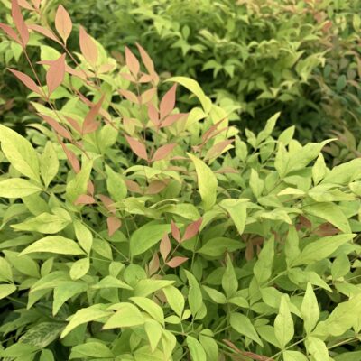 Nandina domestica 'NanSid11' (Goldstream™)