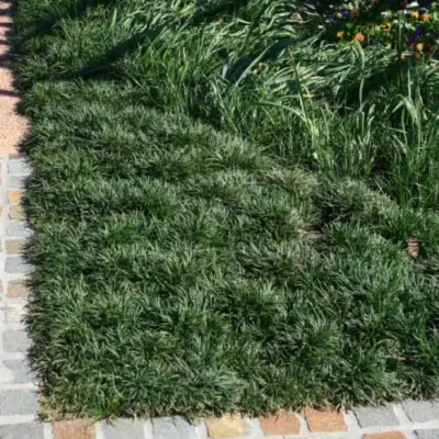 Ophiopogon japonicus 'Nana'