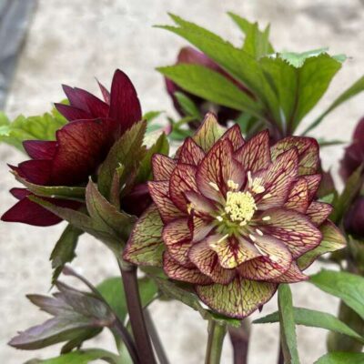 Helleborus Wedding Party® 'Childhood Sweetheart'