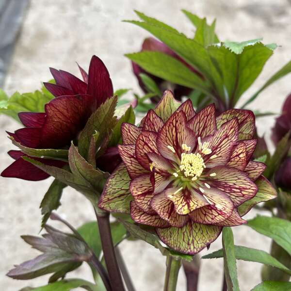 Helleborus Wedding Party® 'Childhood Sweetheart'