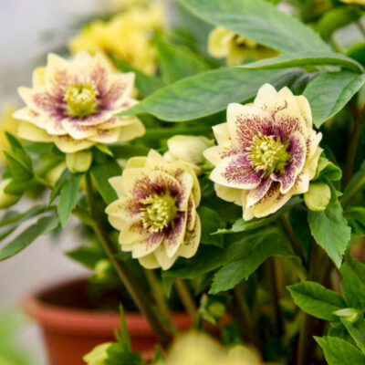Helleborus Wedding Party® 'Father of the Bride'