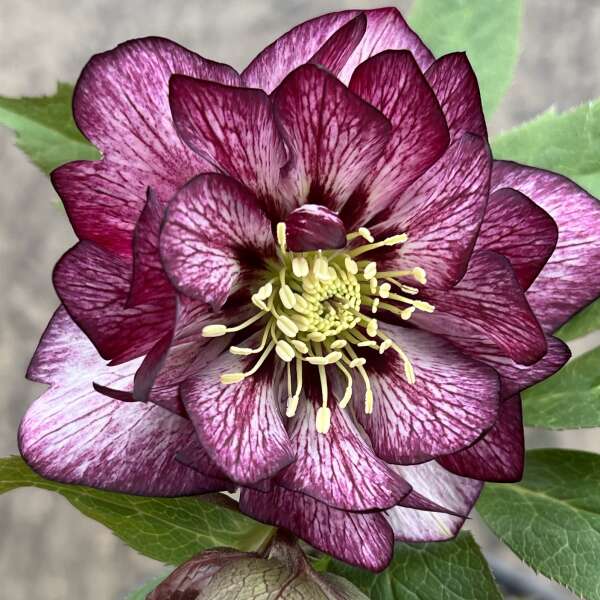 Helleborus Wedding Party® 'Whirlwind Romance'