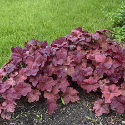 Heuchera  'Lava Lamp'