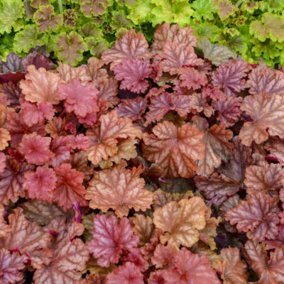 Heuchera PRIMO® 'Peachberry Ice'