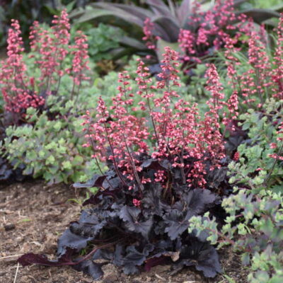 Heuchera 'Timeless Night'