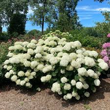 Hydrangea arborescens Incrediball Storm Proof™
