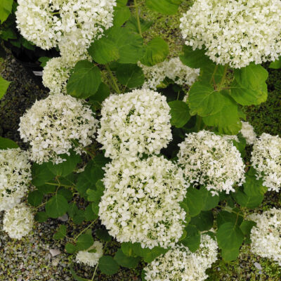 Hydrangea arborescens Incrediball Storm Proof™
