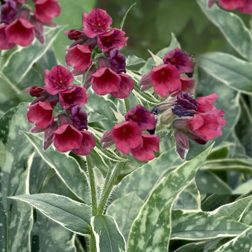 Pulmonaria 'Raspberry Frost'